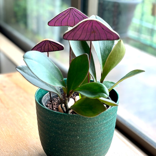 Indoor Garden Accessories