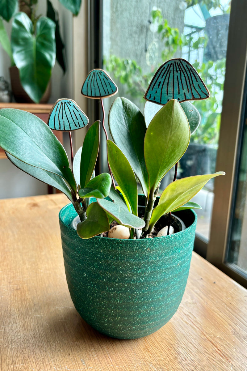 Aqua Mushrooms