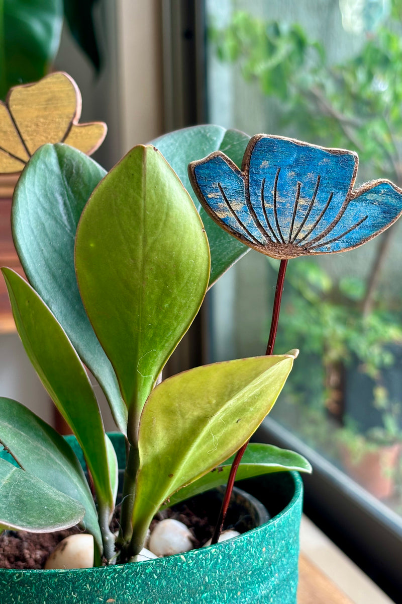Yellow & Blue Flowers