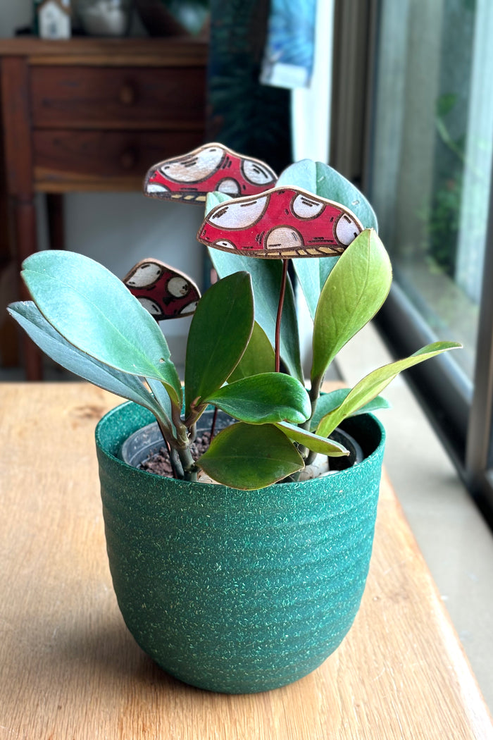 Fly Mushrooms