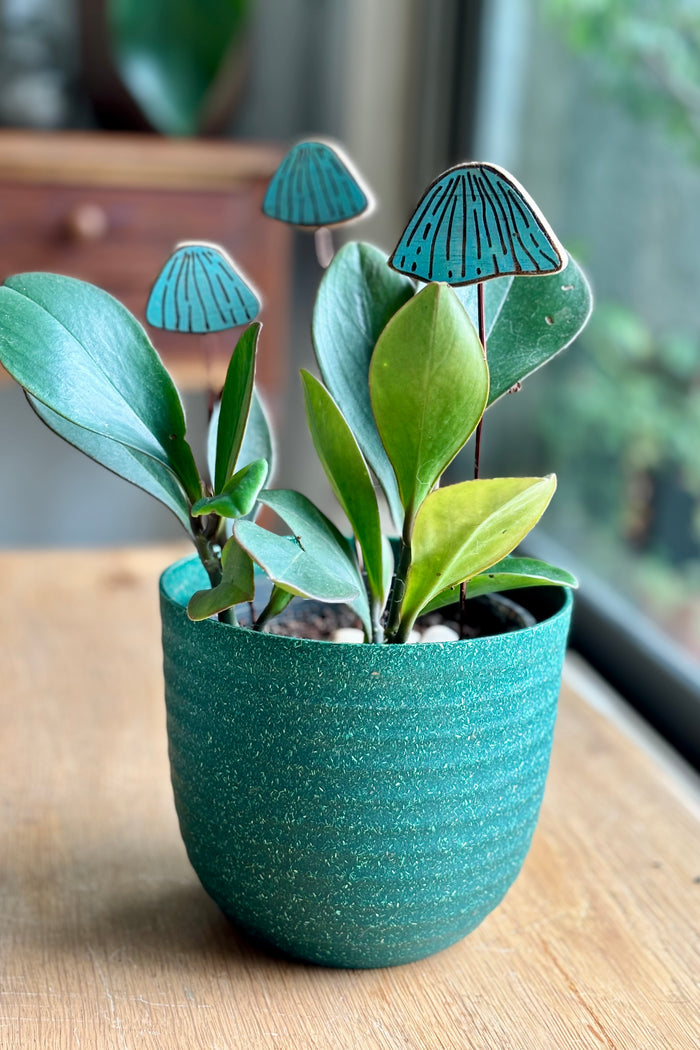 Aqua Mushrooms
