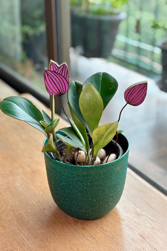 Lotus